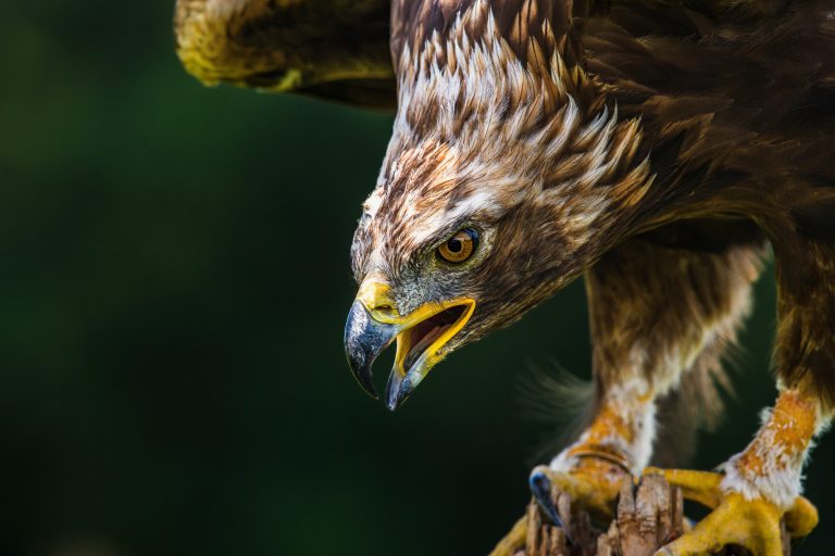 Golden Eagle is a protected species